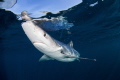   Testing watersA curious blue shark investigates divers off coast Rhode Island. waters/A waters Island  